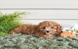Cavapoo dogs for sale: Princess - Image 5