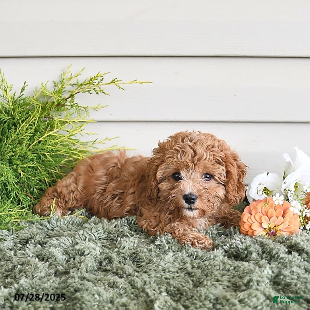 Cavapoo dogs for sale: Princess - Image 5