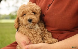 Mini Goldendoodle dogs for sale: Leo - Image 3