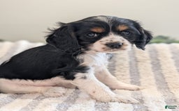 Cockalier dogs for sale: Delilah - Image 1
