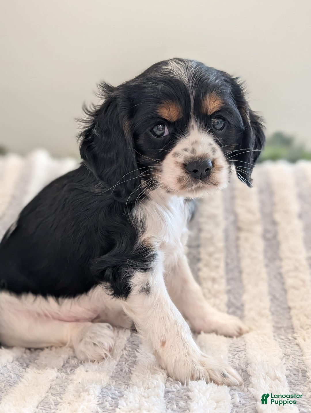 Cockalier dogs for sale: Delilah - Image 1