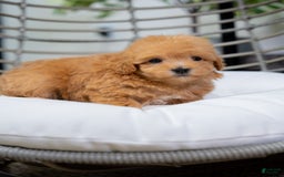 Maltipoo dogs for sale: Vera - Image 4