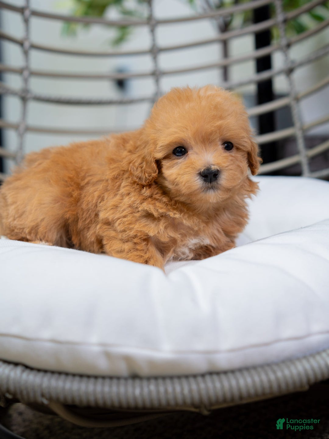 Maltipoo dogs for sale: Vera - Image 4