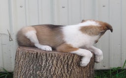 Collie dogs for sale: Asher - Image 3