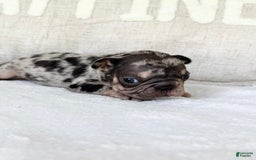 French Bulldog dogs for sale: Chance - Image 5