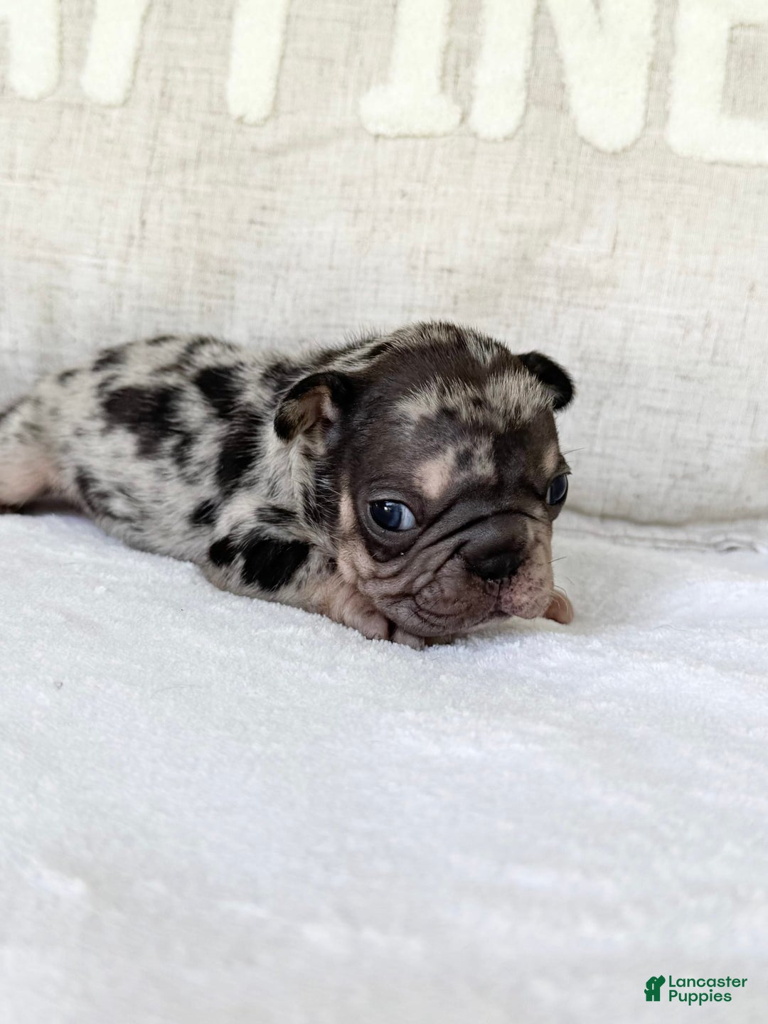 French Bulldog dogs for sale: Chance - Image 5