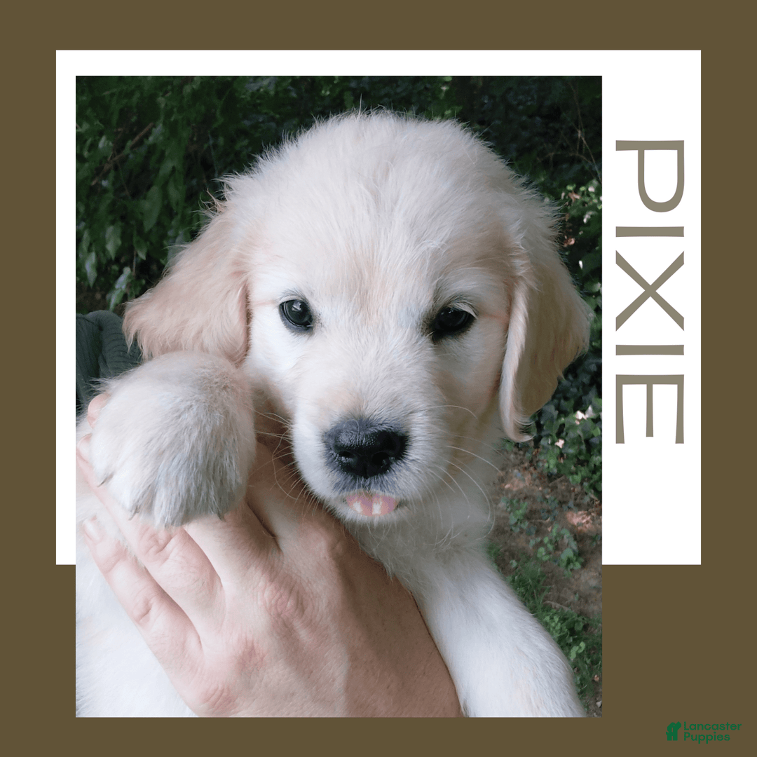 Golden Retriever dogs for sale: Pixie - Image 1