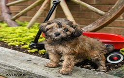 Havapoo dogs for sale: Bailey - Image 3