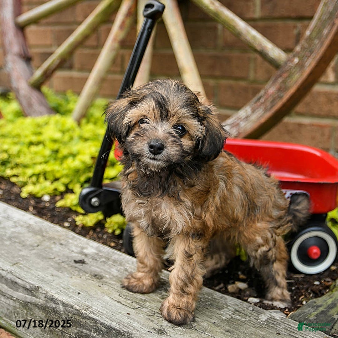 Havapoo dogs for sale: Bailey - Image 3