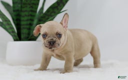 French Bulldog dogs for sale: Hadley - Image 1