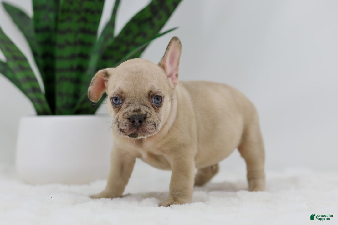French Bulldog dogs for sale: Hadley - Image 1
