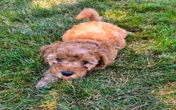 Goldendoodle dogs for sale: Annie - Image 2