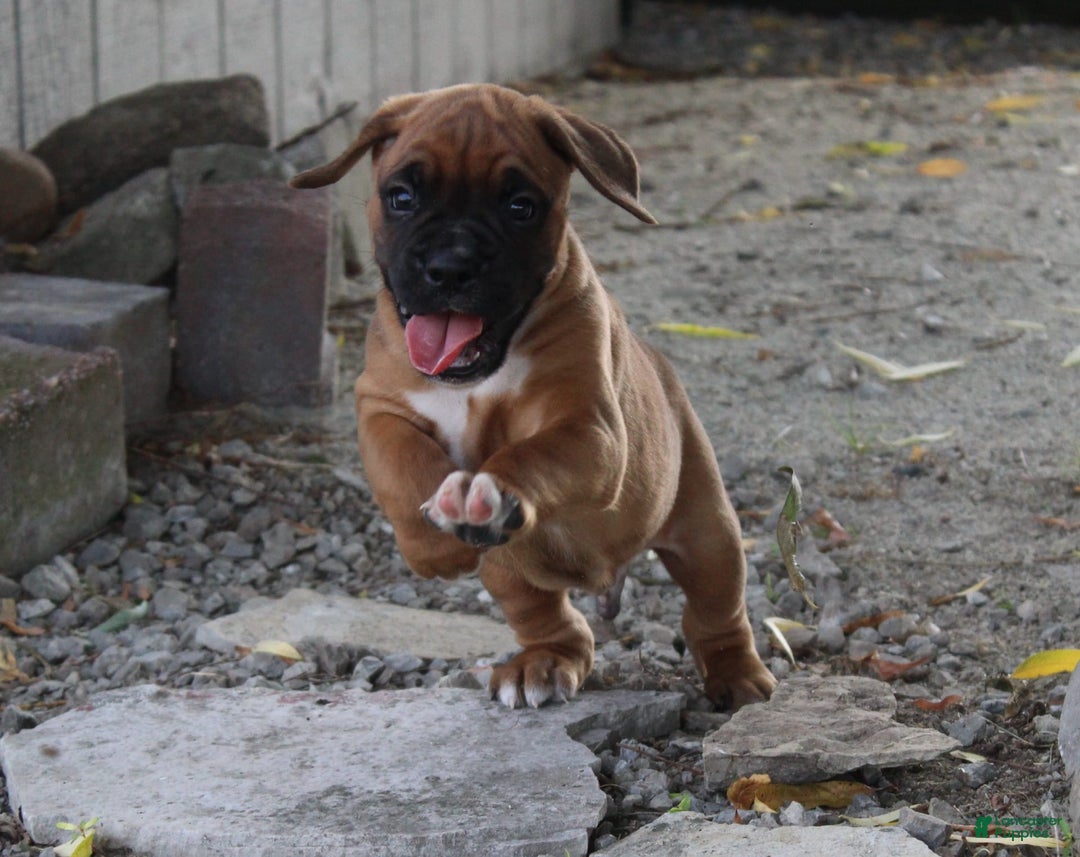 Boxer dogs for sale: River - Image 5