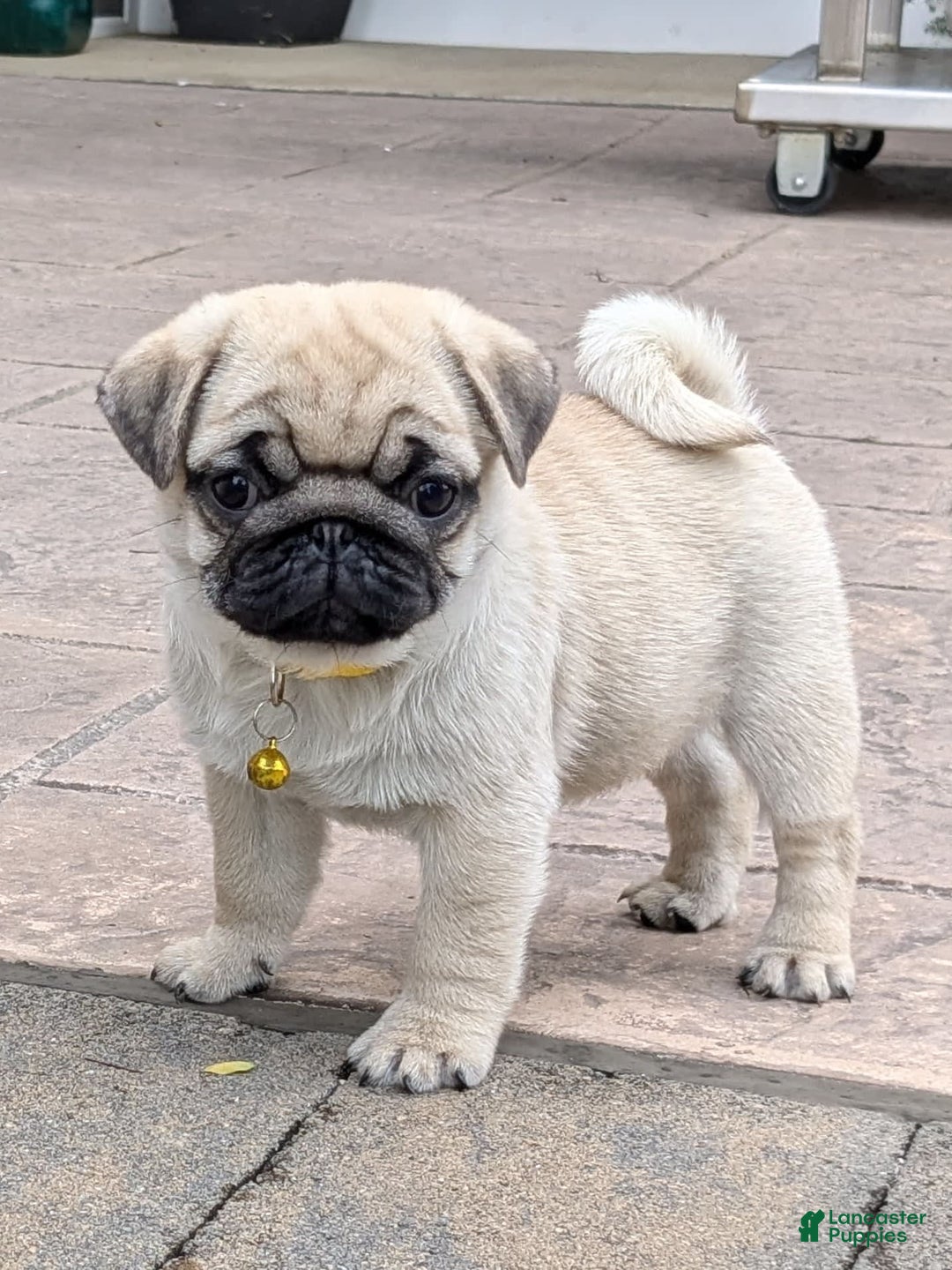 Pug dogs for sale: Pug 4 puppies - Image 1