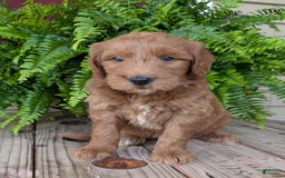 Goldendoodle dogs for sale: Cash - Image 35