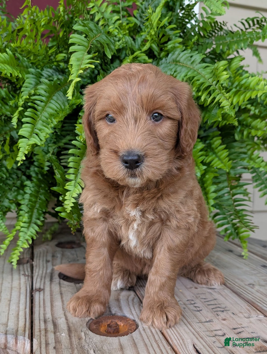 Goldendoodle dogs for sale: Cash - Image 35