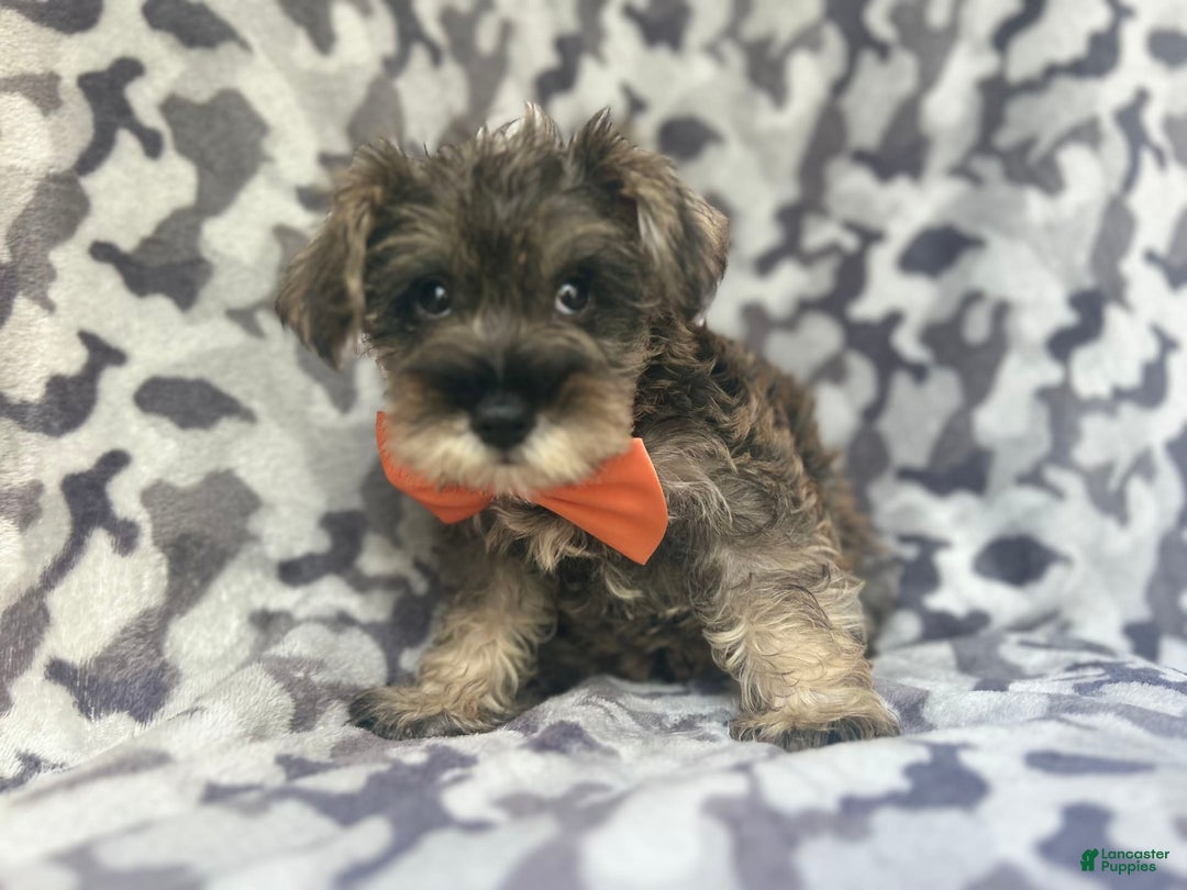 Miniature Schnauzer dogs for sale: Stitch - Image 3