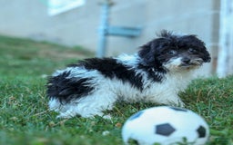 Bichpoo dogs for sale: Barney - Image 5