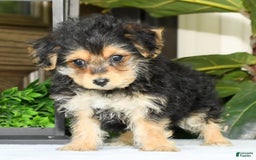 Yochon dogs for sale: Ricky - Image 16