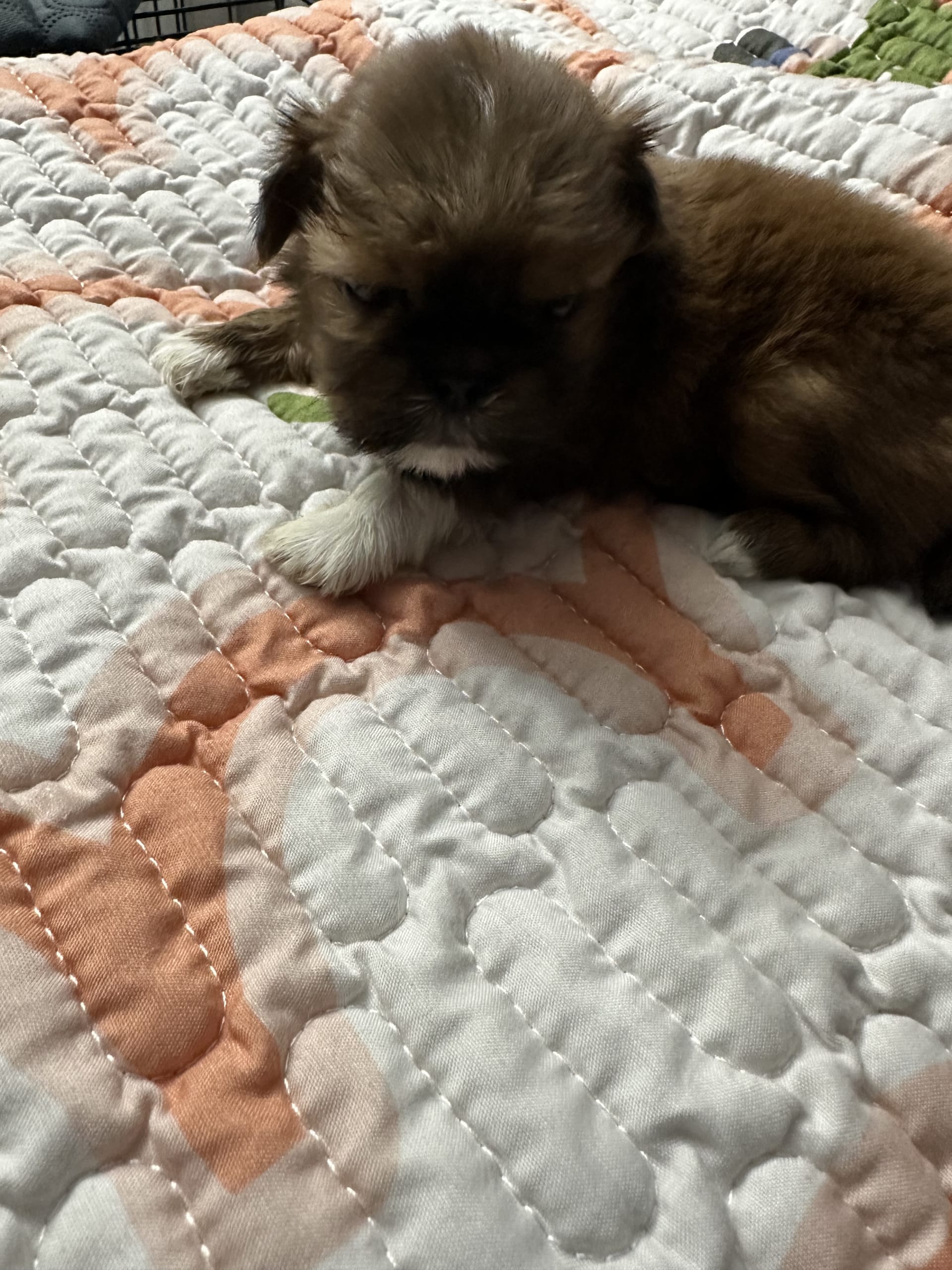 Shih Tzu dogs for sale: Eve - Image 1