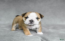 English Bulldog dogs for sale: Martha - Image 1