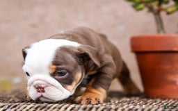 English Bulldog dogs for sale: Bridget - Image 9