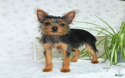 Yorkshire Terrier dogs for sale: Sophie - Image 8