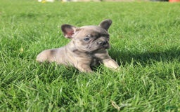 French Bulldog dogs for sale: French Bulldog 3 puppies - Image 40