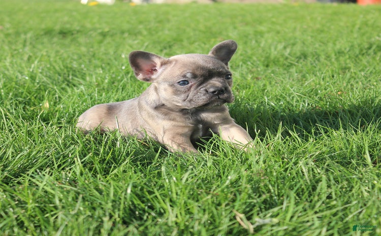French Bulldog dogs for sale - Ad 1