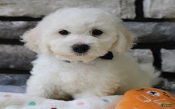 Bichon Frise dogs for sale: Lenny - Image 9