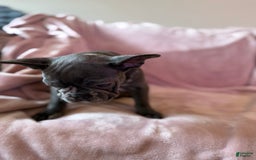 French Bulldog dogs for sale: Thor - Image 9