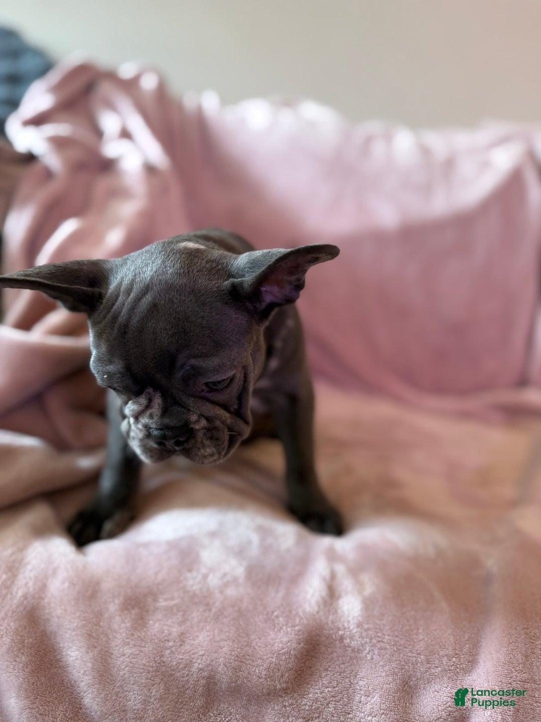 French Bulldog dogs for sale: Thor - Image 9