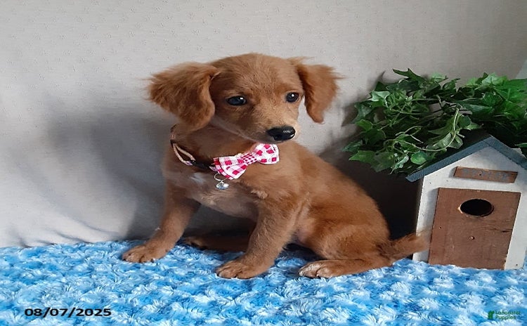 Mini Goldendoodle dogs for sale - Ad 5