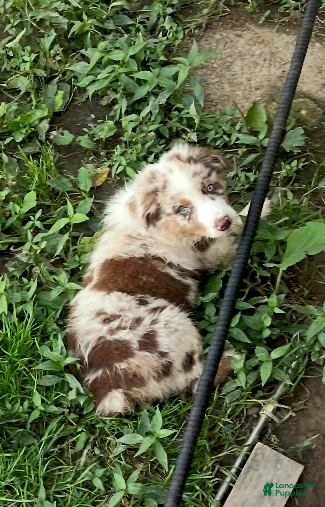 Australian Shepherd dogs for sale: Cash - Image 10