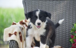 Border Collie dogs for sale: Bella - Image 1