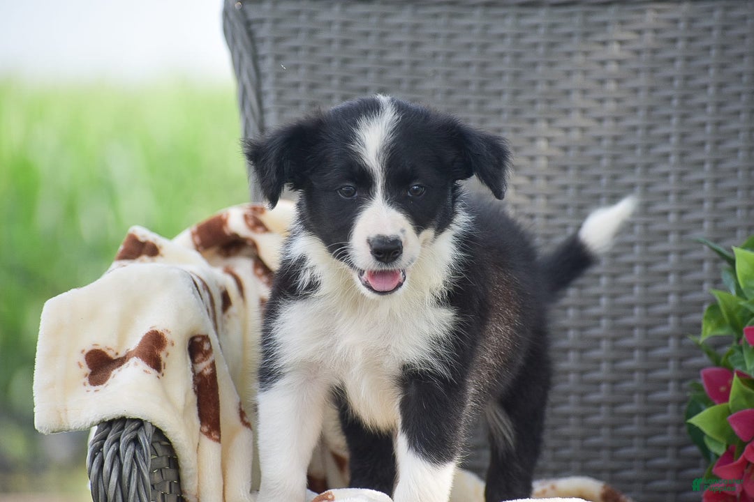 Border Collie dogs for sale: Bella - Image 1
