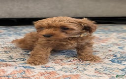 Cockapoo dogs for sale: Bailey - Image 9