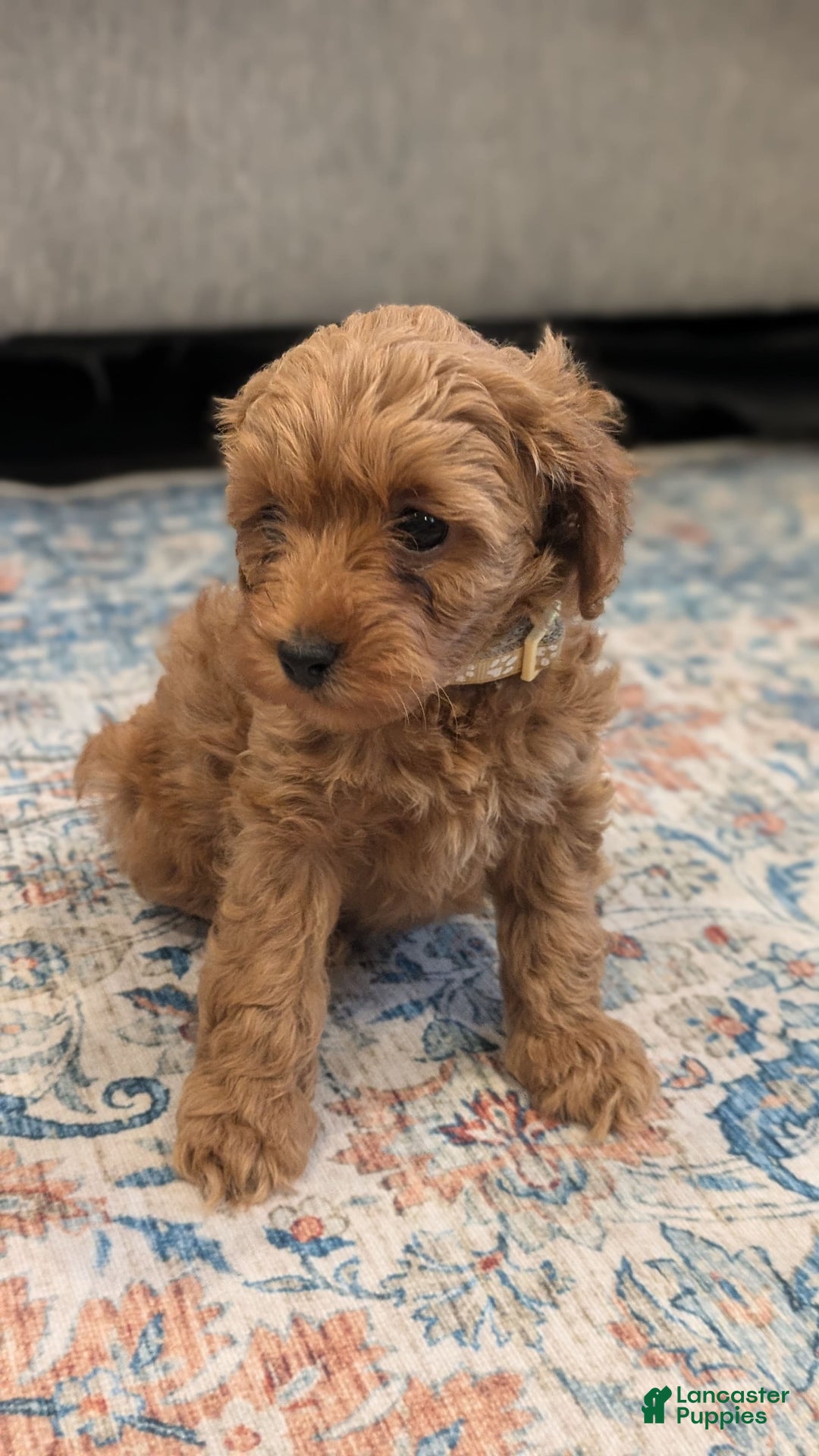 Cockapoo dogs for sale: Bailey - Image 9