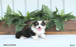 Welsh Corgi Pembroke dogs for sale: Mia - Image 3
