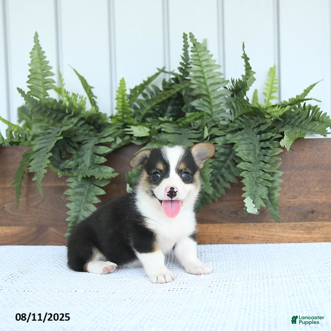 Welsh Corgi Pembroke dogs for sale: Mia - Image 3