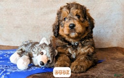 Bernedoodle dogs for sale: Buck - Image 6