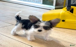 Yorkshire Terrier dogs for sale: Patrick Starr - Image 28