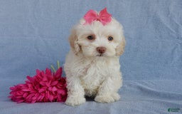 Cockapoo dogs for sale: Juliet - Image 10