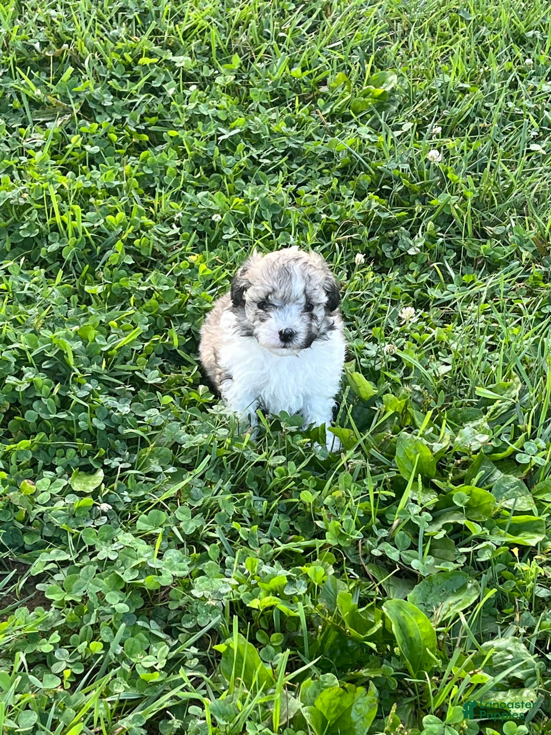 Maltipoo dogs for sale: Baxter - Image 7