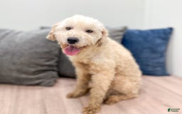 Mini Goldendoodle dogs for sale: Benny - Image 10