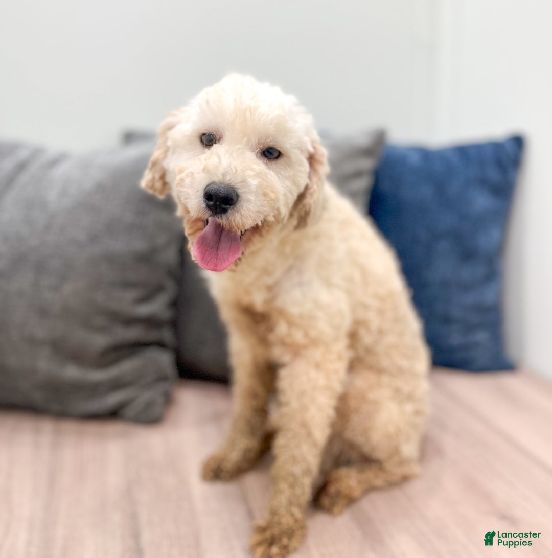Mini Goldendoodle dogs for sale: Benny - Image 10