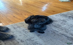 Shih Tzu dogs for sale: Stella Pups - Image 10