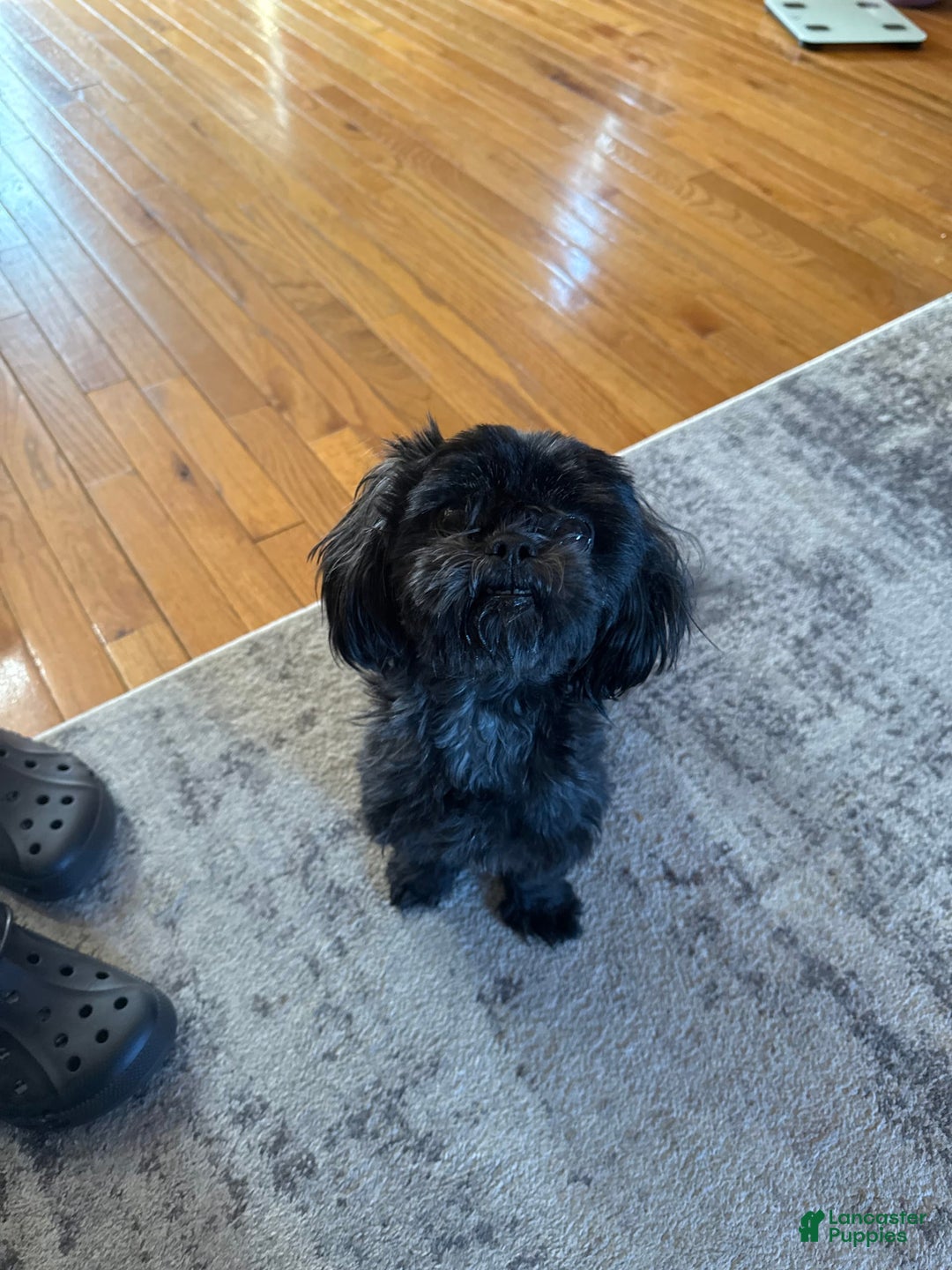 Shih Tzu dogs for sale: Stella Pups - Image 10