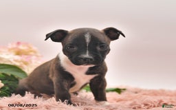 Boston Terrier dogs for sale: Samantha - Image 3