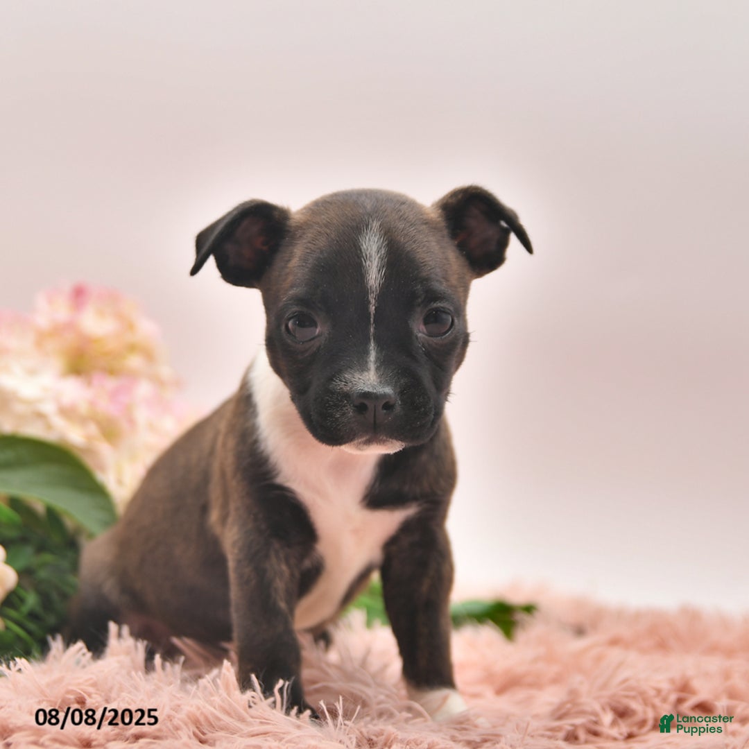 Boston Terrier dogs for sale: Samantha - Image 3